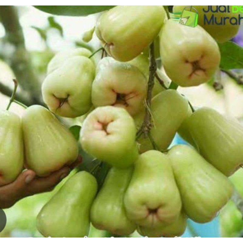 

JAMBU AIR MADU DELI MANIS FRESH ( PILIHAN ) JABODETABEK