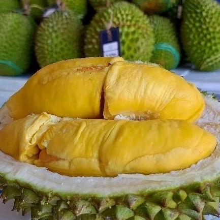 

Durian Musang King Utuh Bulat / Durian Utuh - Durian Sultan