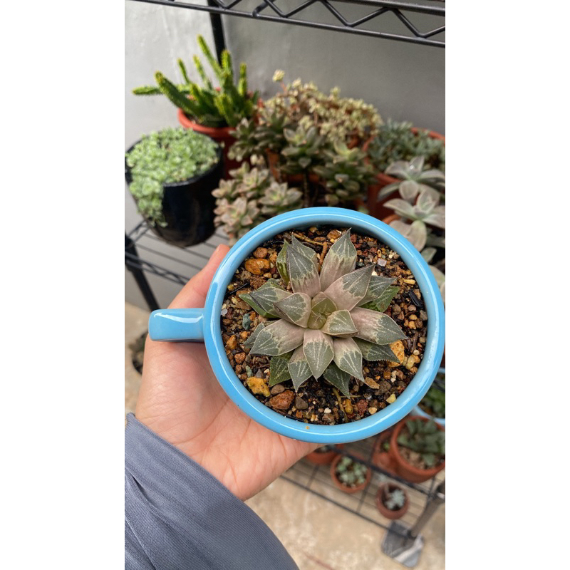 haworthia hybrid + pot