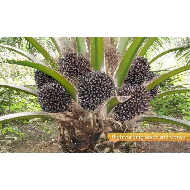 Benih Bibit polong sawit PPKS DURA asli Bersertifikat buah Besar