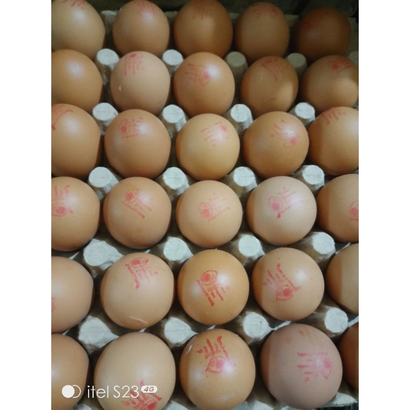 

Telur Omega Organik TOP