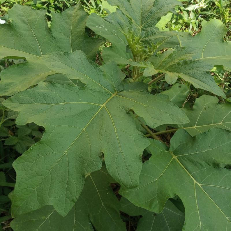 

JUAL DAUN TAKOKAK SEGAR 500GRAM