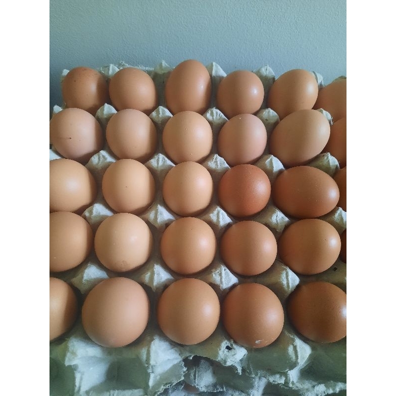 

BgKr Telur Ayam Omega 3 Fresh 30 Butir Khusus Bandung