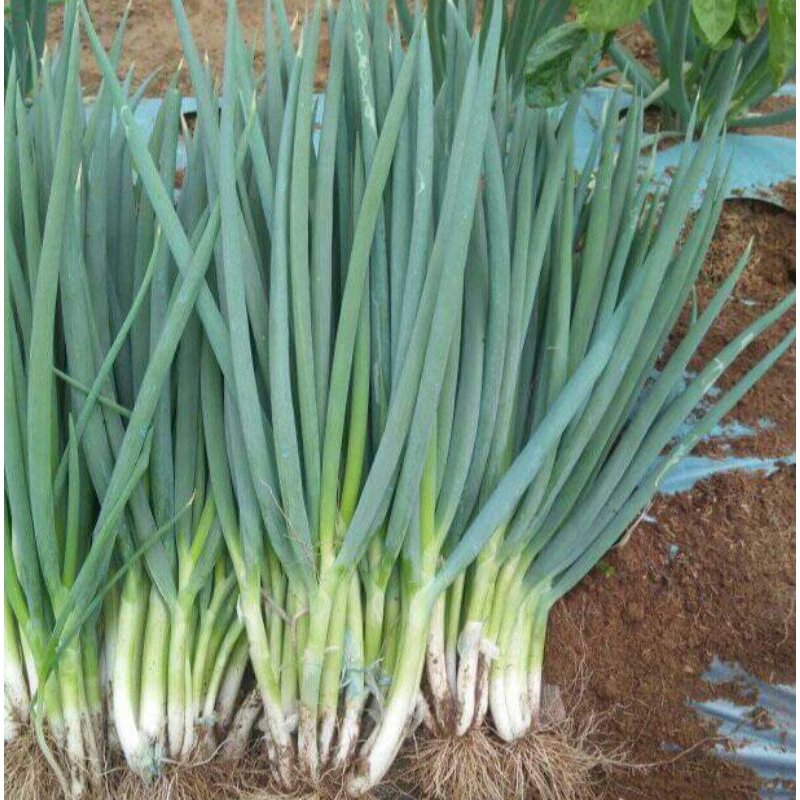 

Bawang Daun / Loncang 1 kg