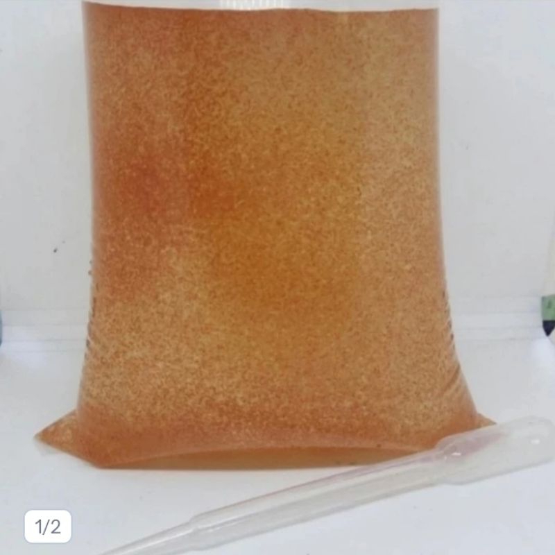 kutu air moina / kutu air kecil