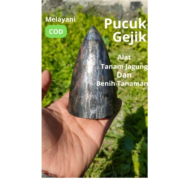Pucuk Gejik Besi ,Gejik Tanam gejik jagung pucuk ponjo Panjang tonjo