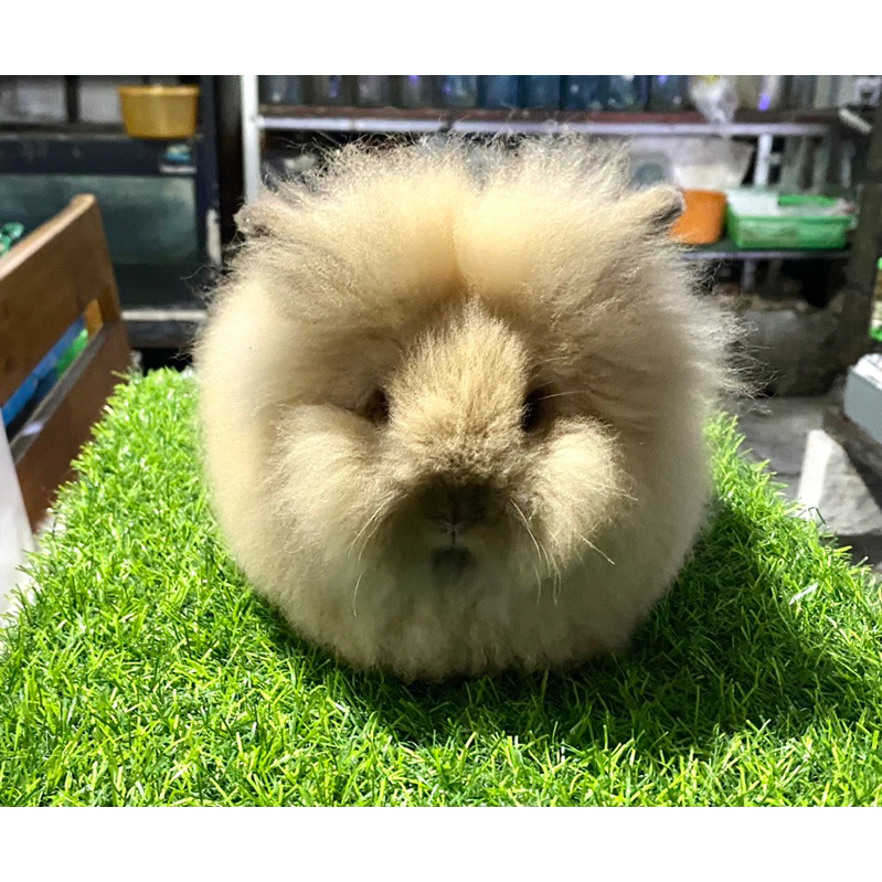 kelinci hias lion head