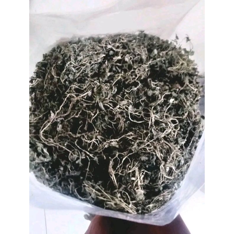 

ketupang air (daun sirih cina) kering