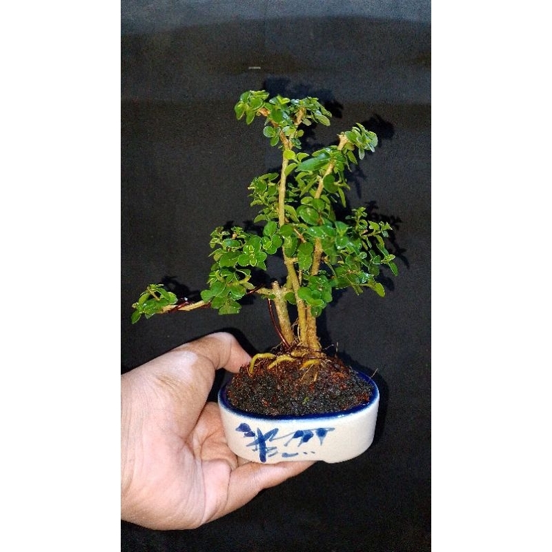 BONSAI SANCANG SIAP PAJANG