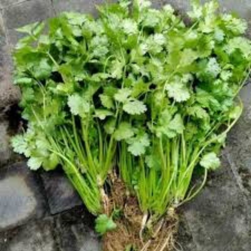 

Daun Ketumbar / Wansui Segar 100gr