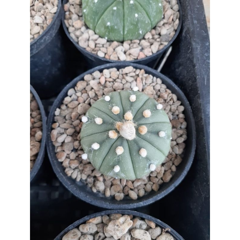 Astrophytum  nudum x ooibo