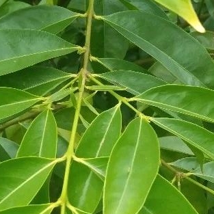 

Daun mahkota dewa pr 100 lembar