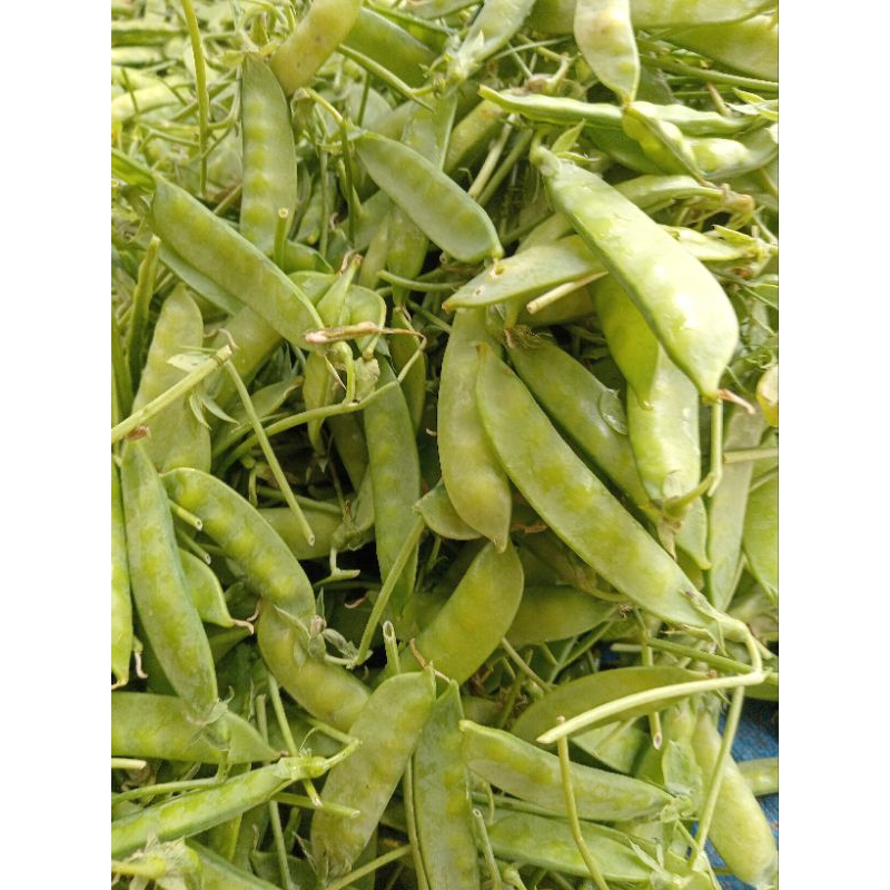 

sayur arcis/kapri segar - 250gram