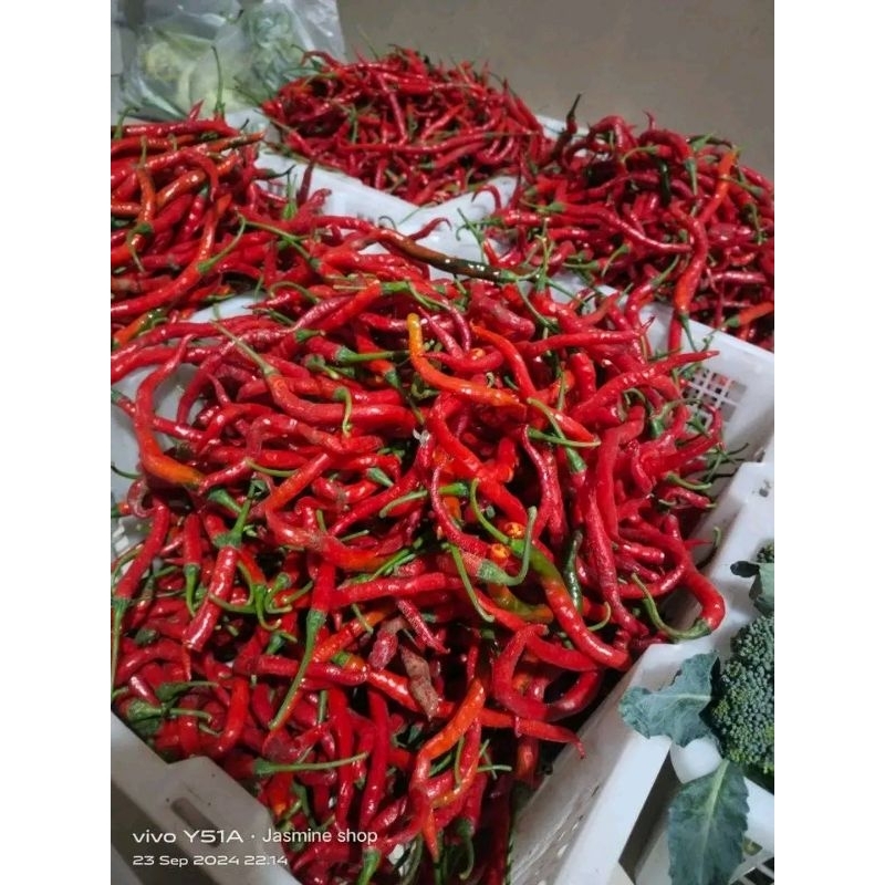 

Cabai Merah Keriting Premium 1Kg, cabai merah keriting cantik mengkilat, cabai keriting bagus, pewarna makanan alami.