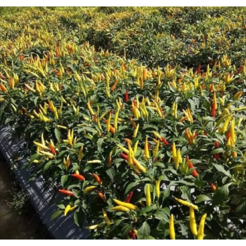 25 Butir - Benih CABAI RAWIT DEWATA