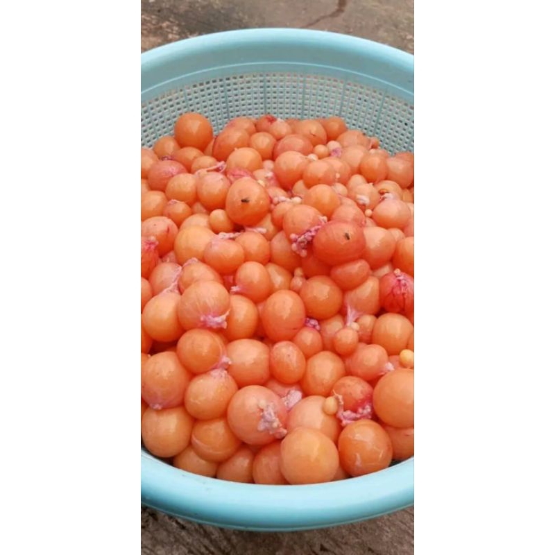 

telor ayam muda uritan