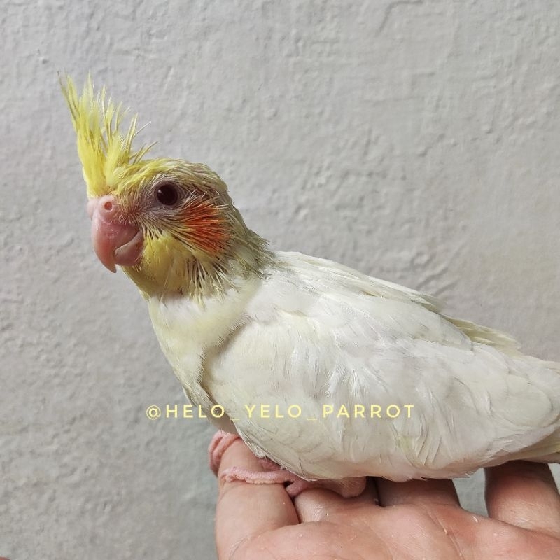 Falk / Parkit Australia Lutino MM