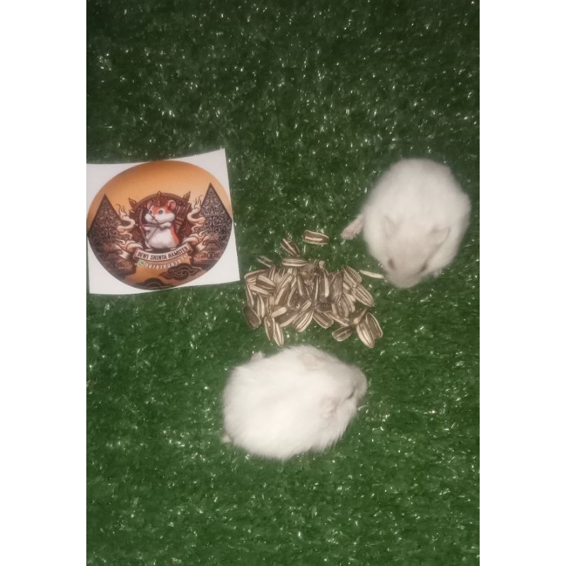 Hamster Winter White Pearl Red Eye