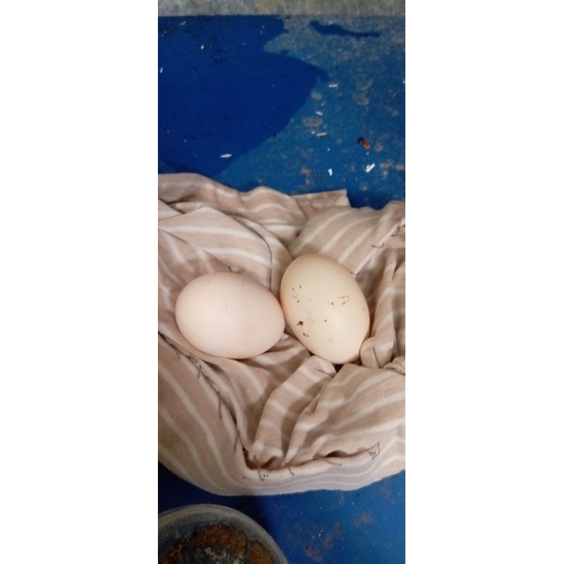 

TELUR FERTIL SILKY/KAPAS