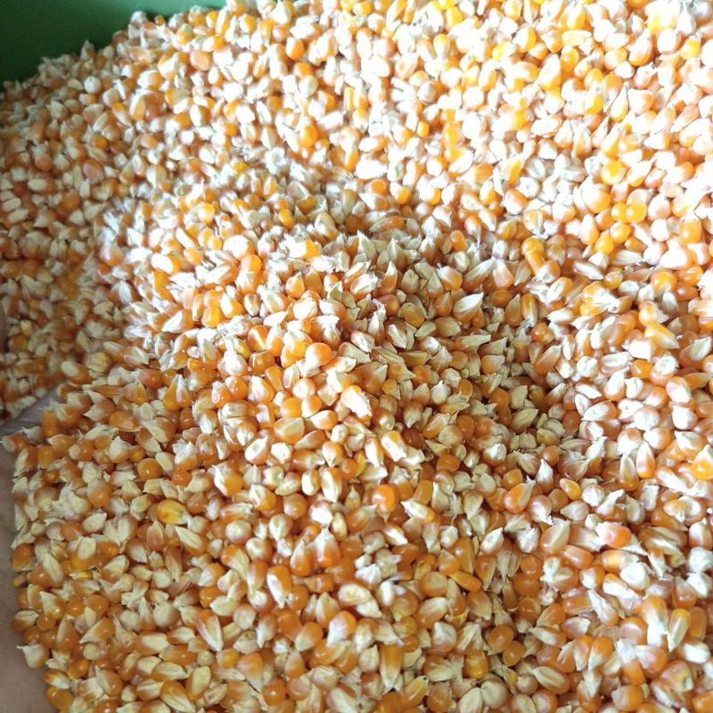 

jagung kecil ukuran 1kg