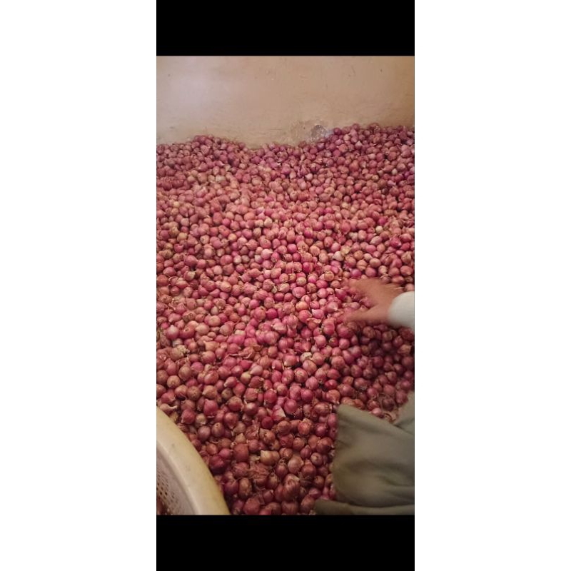

BAWANG MERAH 1KG