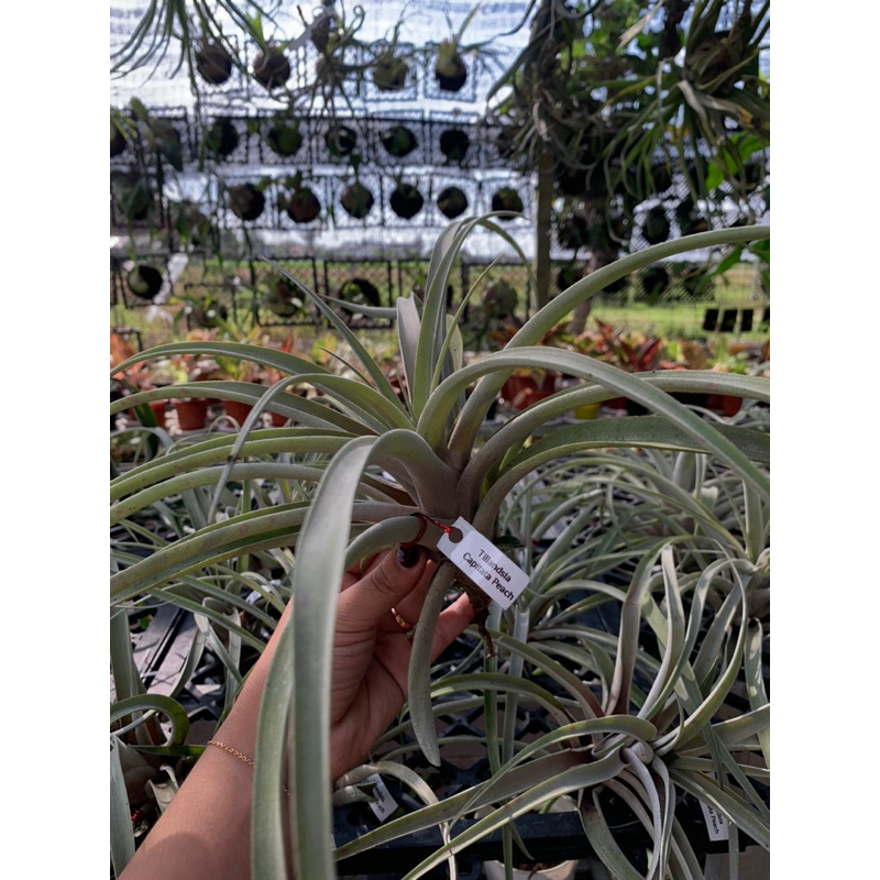 TANAMAN TILANDSIA CAPITATA PEACH