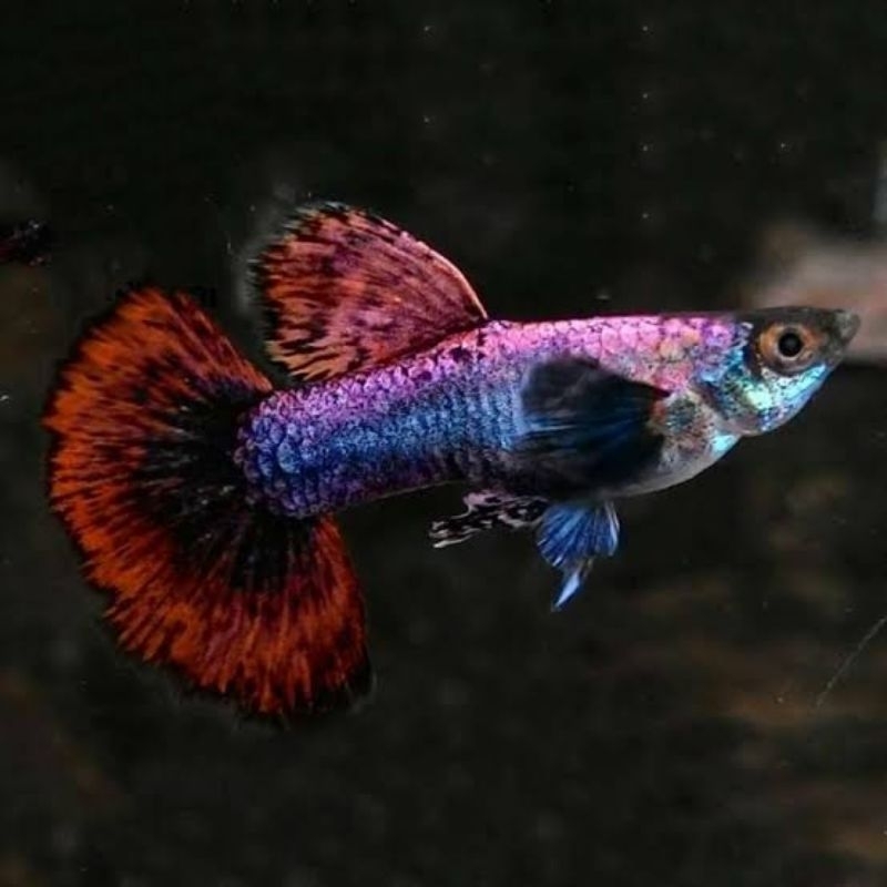 GUPPY MAGENTA SHORT BODY