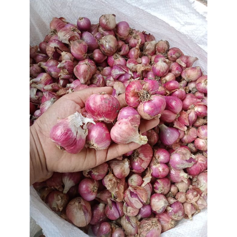 

bawang merah super