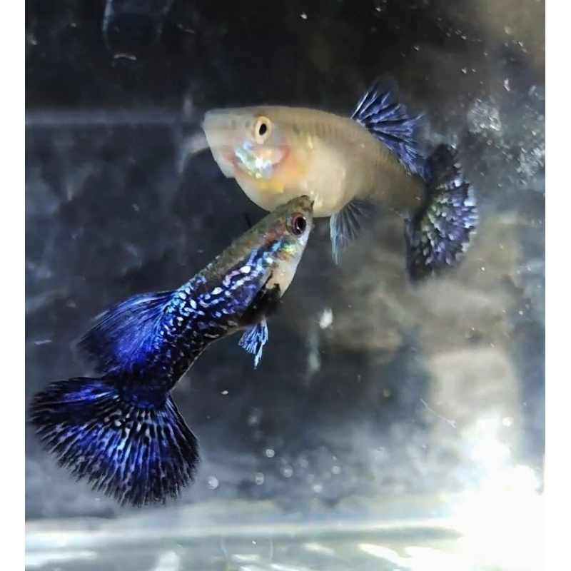 (GRADE A)GUPPY PURPLE DRAGON HALF MOON