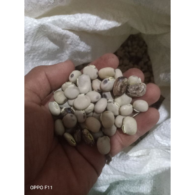 

Kacang koro benguk kering 1kg
