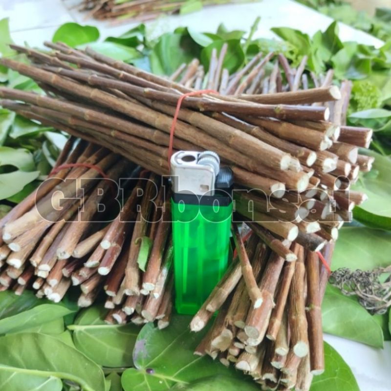bahan stek batang sancang.batang muda.pucuk sancang.bonus ada.paket 20 batang
