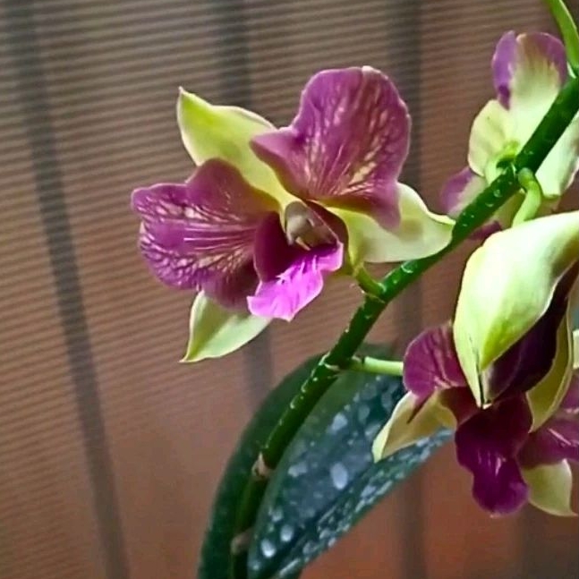 Anggrek Dendrobium ArindangTrilips