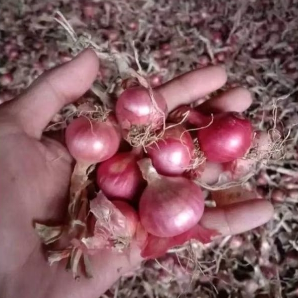 

bawang merah daerah.bawang super kering.cod