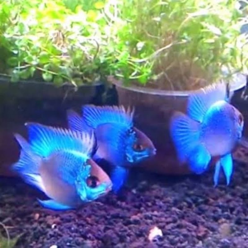 ikan blue elektrik