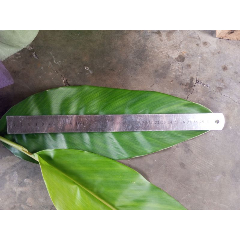 

daun cakang jahe/ untuk bungkus ikan pindang dan kue