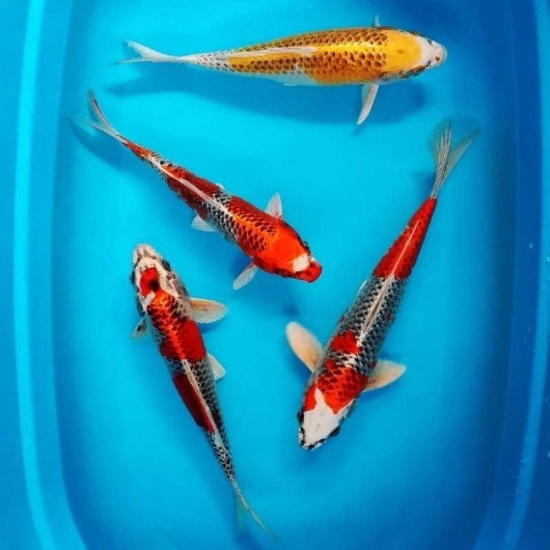 KOI KUJAKU BERGARANGSI