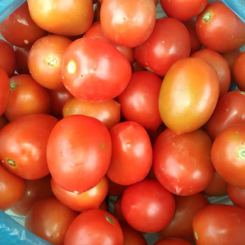 

Tomat Fresh