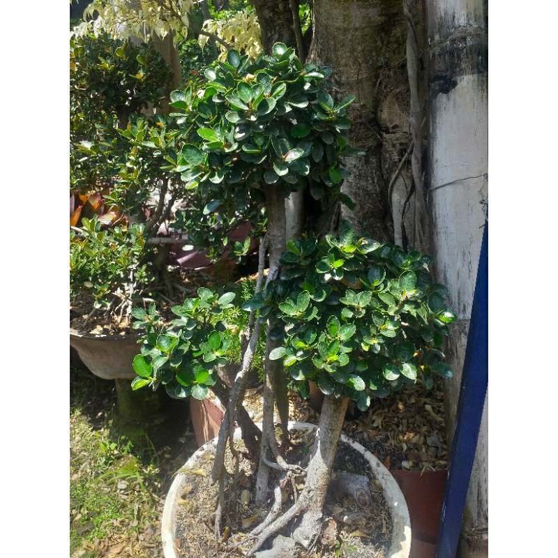 tanaman beringin dolar micro,beringin dolar mangkok model bonsai