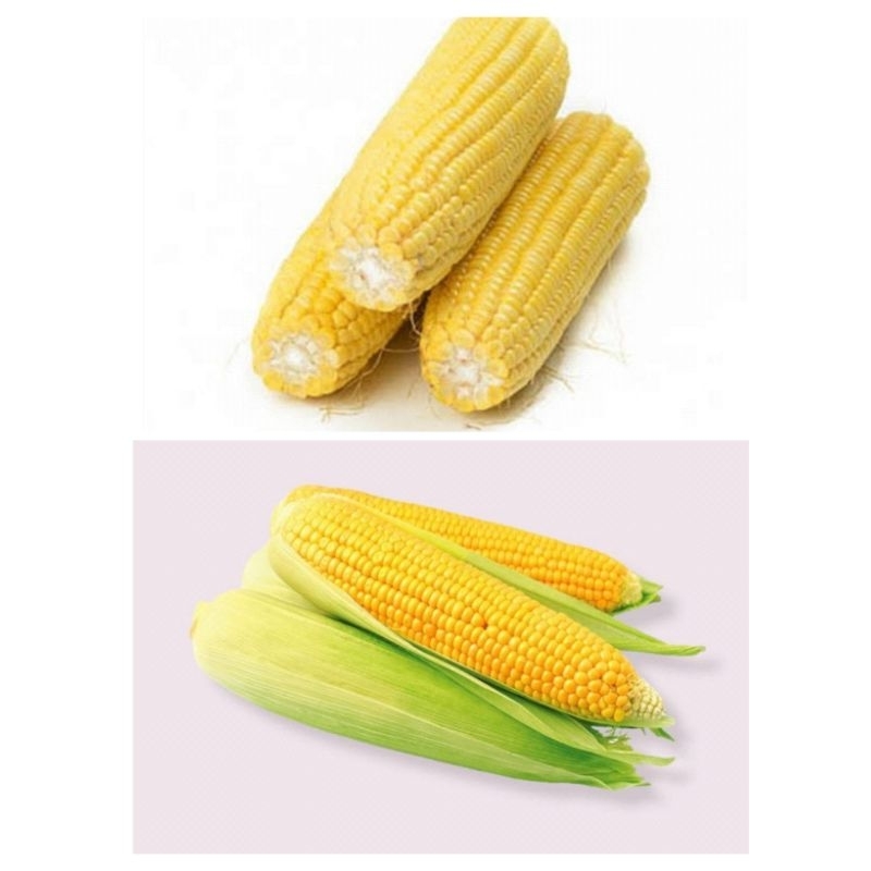 

Jangung Manis Kulit dan Kupas Harga / 1 pcs Murah