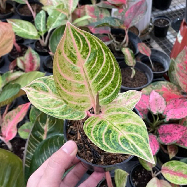 aglaonema rinjani golden