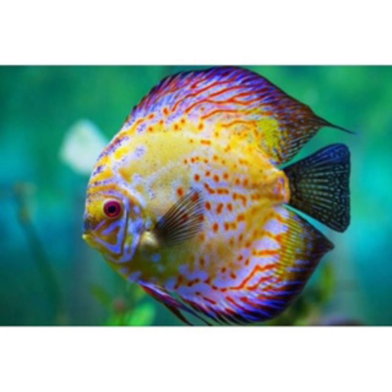 discus   isquo Clasik 2cm