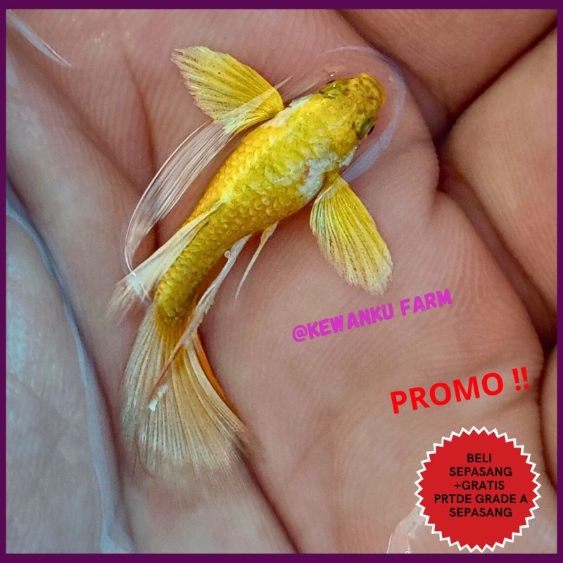 

Gambar Guppy Full Gold Ribbon Dumbo Ear Grade A 24 Karat Lane Vietnam