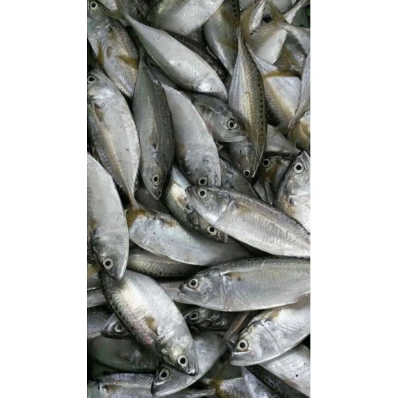 

ikan peda gembung segar