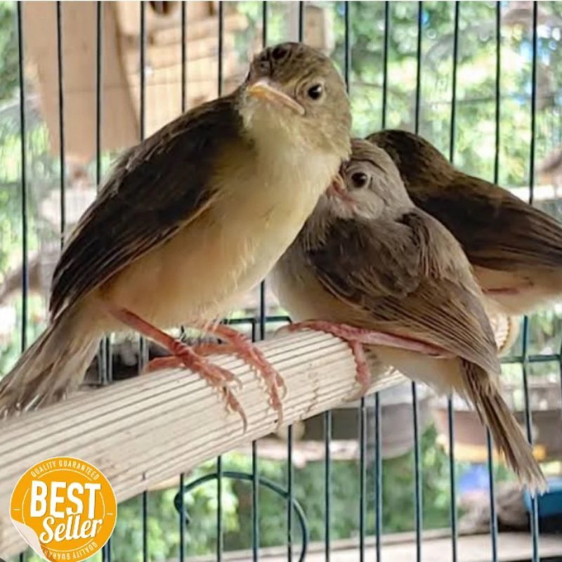 burung cigun anakan ciblek gunung mandiri pilihan super