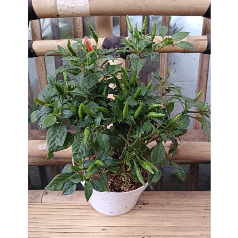 bibit cabe rawit hijau super pedas