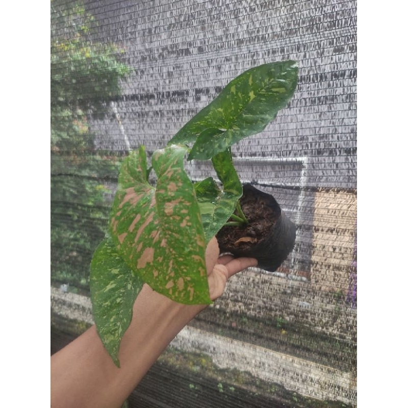 Syngonium Pink Splash Allusion / singonium pink splash allusion