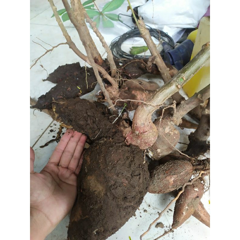 

Buah Singkong