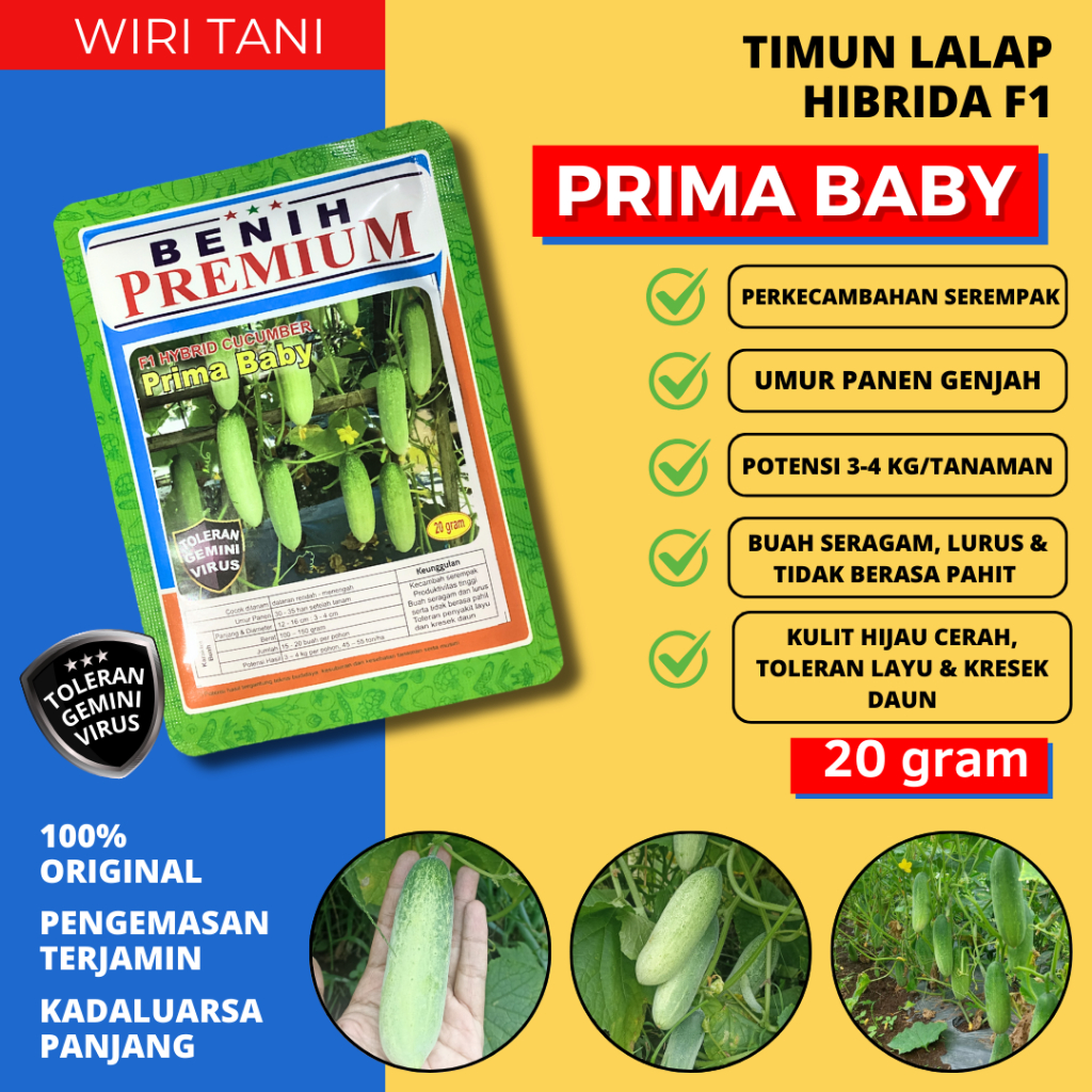 20 gram (±1.000 biji) Benih Timun Kecil Hibrida F1 PRIMA BABY Toleran Virus & Kresek Daun dari Benih