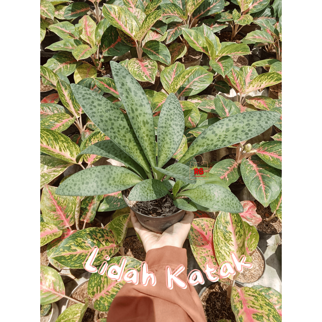 Lidah Katak Tanaman Hias Bunga Royalgarden.id