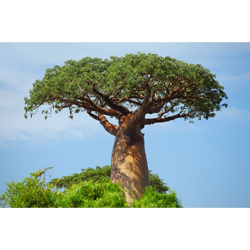 Benih Pohon Baobab isi 1 butir biji